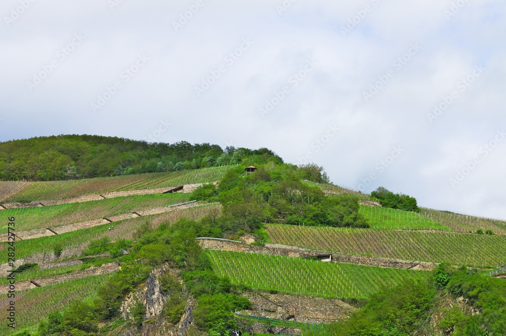 Vineyards in the Rhine Valley (Germany, Europe)