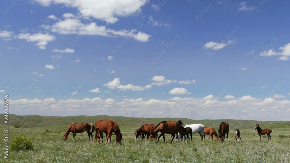 Horse herd on the spring pasture. Horse herd on the spring pasture.