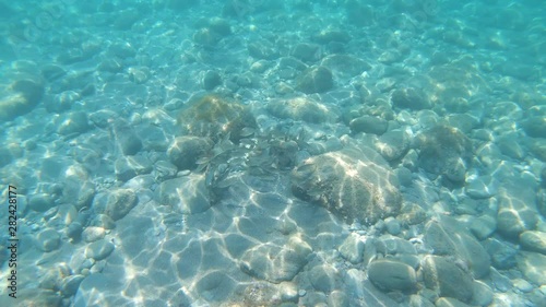 Fish with rocks underwater and moving camera up to water surface to see a rocky beach, Mediterranean sea, France, marine reserve of Cerbere Banyuls, Pyrenees Orientales photo