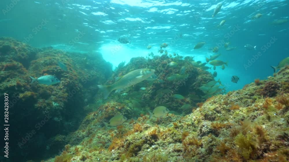 Fish shoal (mostly seabreams) with rock below water surface, underwater in Mediterranean sea, France, Pyrenees Orientales, marine reserve of Cerbere Banyuls Fish shoal (mostly seabreams) with rock below water surface, underwater in Mediterranean sea, France, Pyrenees Orientales, marine reserve of Cerbere Banyuls