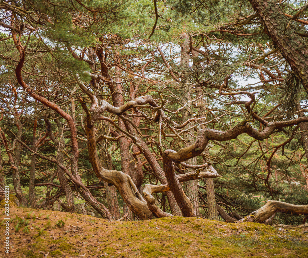 Powichrowane drzewa w Parku Norodowym Ytrhe Hvaler w Norwegii