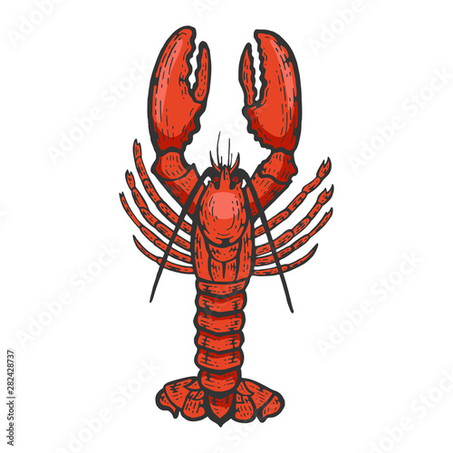 Lobster sea animal color sketch engraving vector illustration. Scratch board style imitation. Black and white hand drawn image.