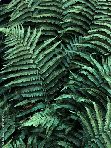 green leaf of fern