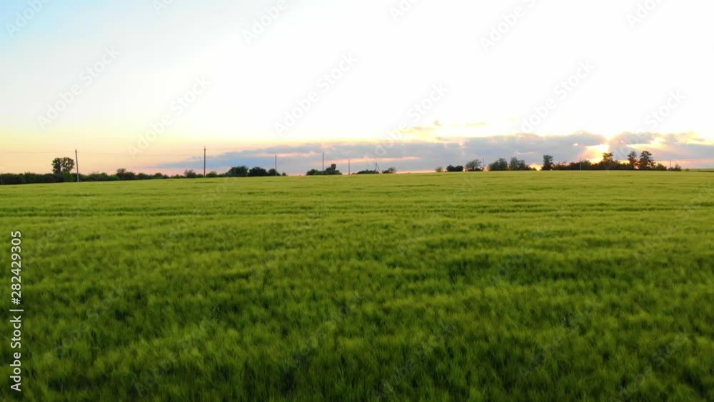field of oat on sunset field of oat on sunset