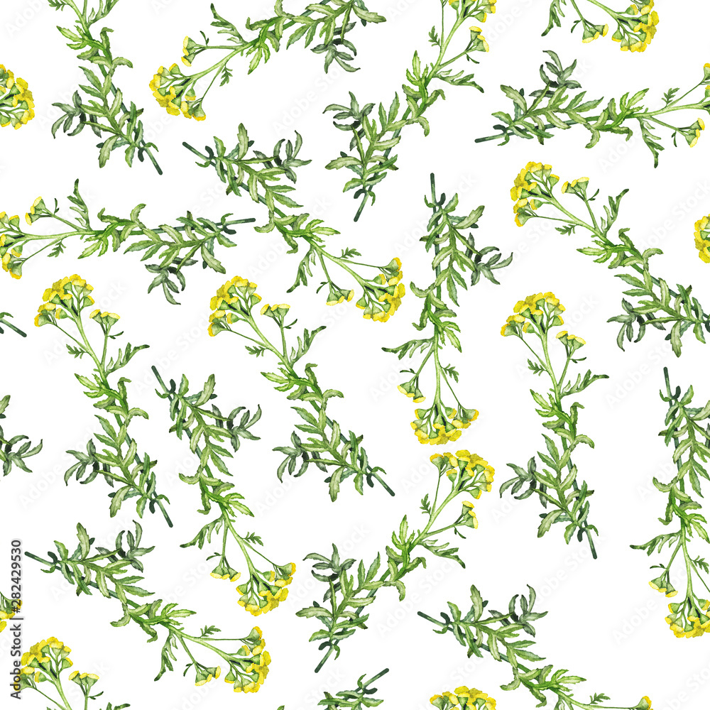 Seamless pattern with yellow tansy flowers on white background. Hand drawn watercolor illustration.