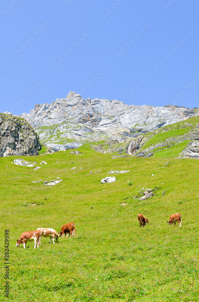 Vertical picture capturing herd of cows on pasture in Alps. Alpine landscape in summer season. Green meadows on the hills surrounded by rocks and mountains. Cattle, farm animals, cow