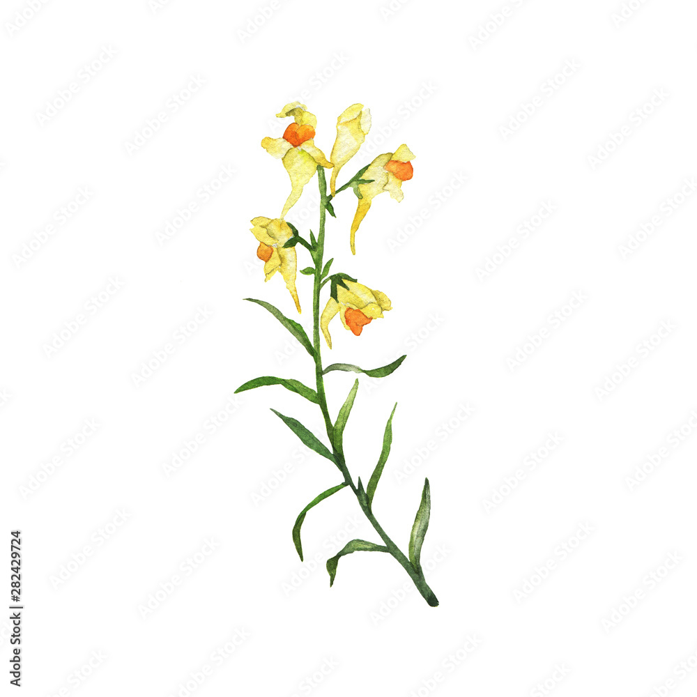 Yellow snapdragon flower isolated on white bckground. Hand drawn watercolor illustration.