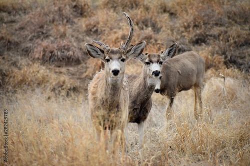 herd of deer