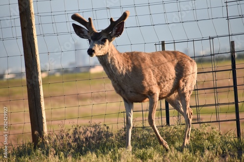 portrait of a deer