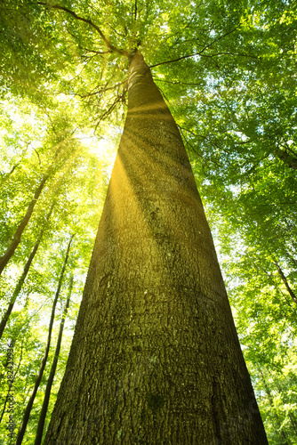 Sonnenstraheln fallen durch die Blätter einer Buche photo