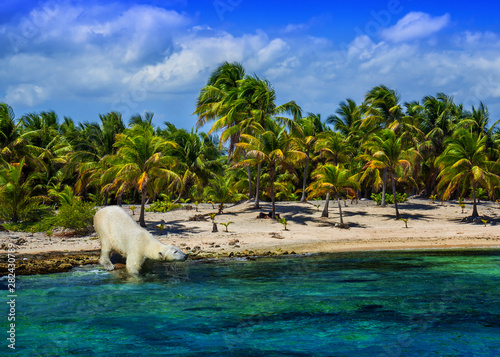 A polar bear out of place on a warm, tropical beach. Global warming, climate change, habitat loss and ironic social commentary. photo