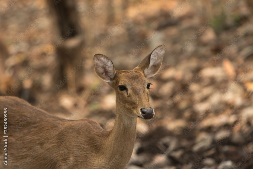 deer in the forest