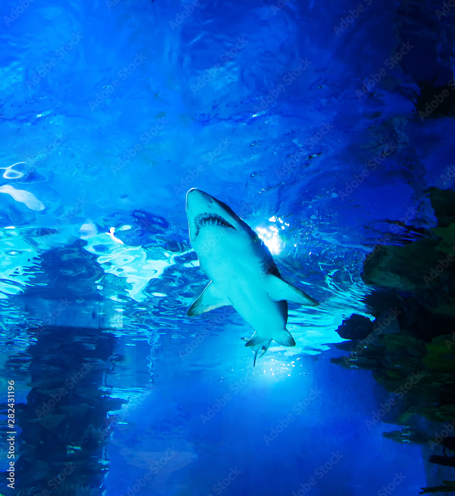 Obraz premium The great white shark in the big blue
