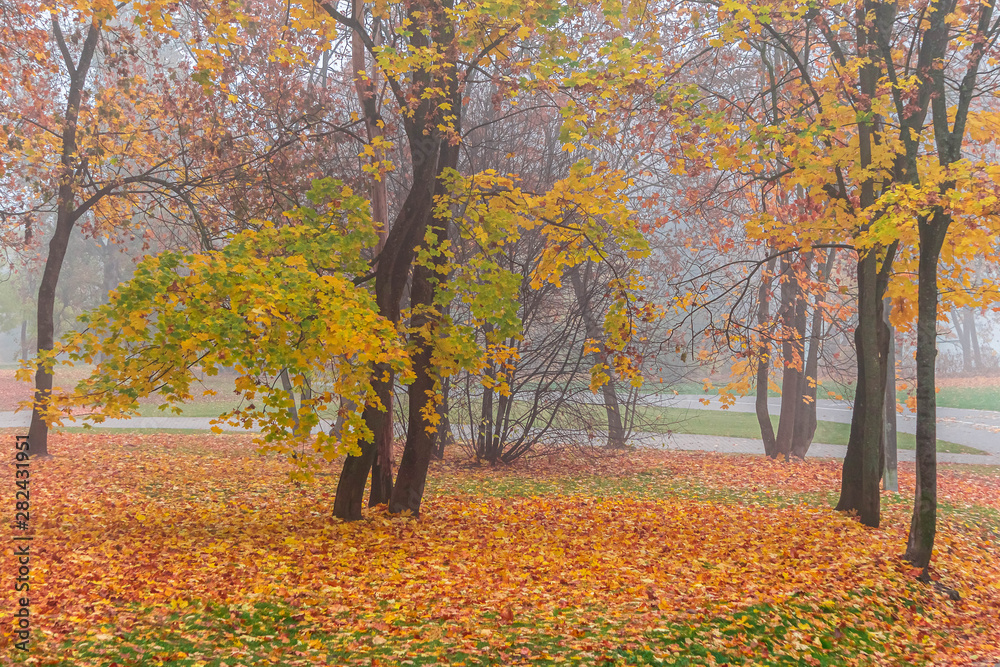 Colorful foliage of autumn park in fog, autumn landscape