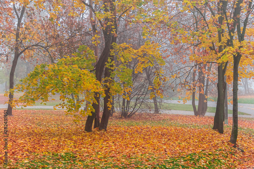 Colorful foliage of autumn park in fog, autumn landscape Colorful foliage of autumn park in fog, autumn landscape