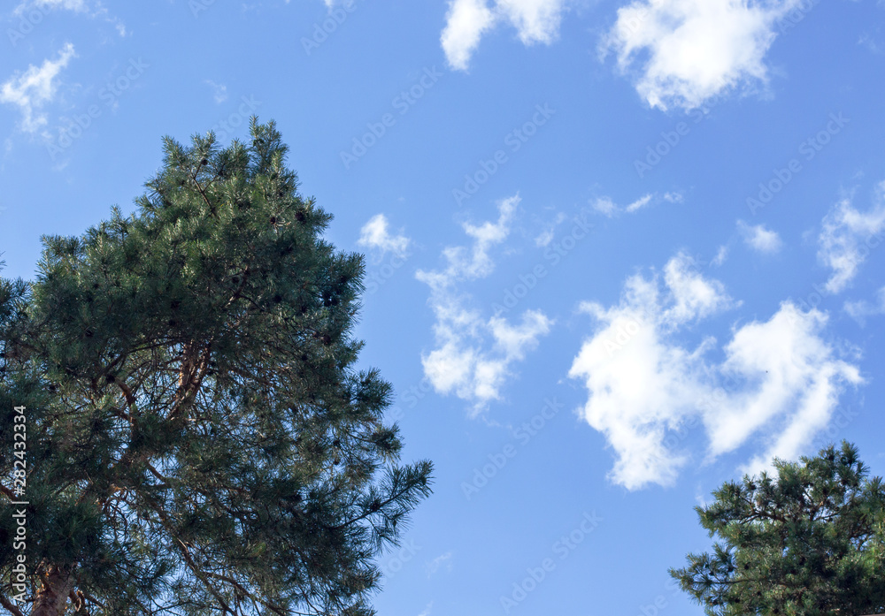 Dark green pine-tree with cones, beautiful fluffy white clouds on the sky background Dark green pine-tree with cones, beautiful fluffy white clouds on the sky background