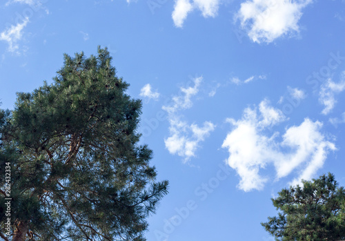 Dark green pine-tree with cones, beautiful fluffy white clouds on the sky background