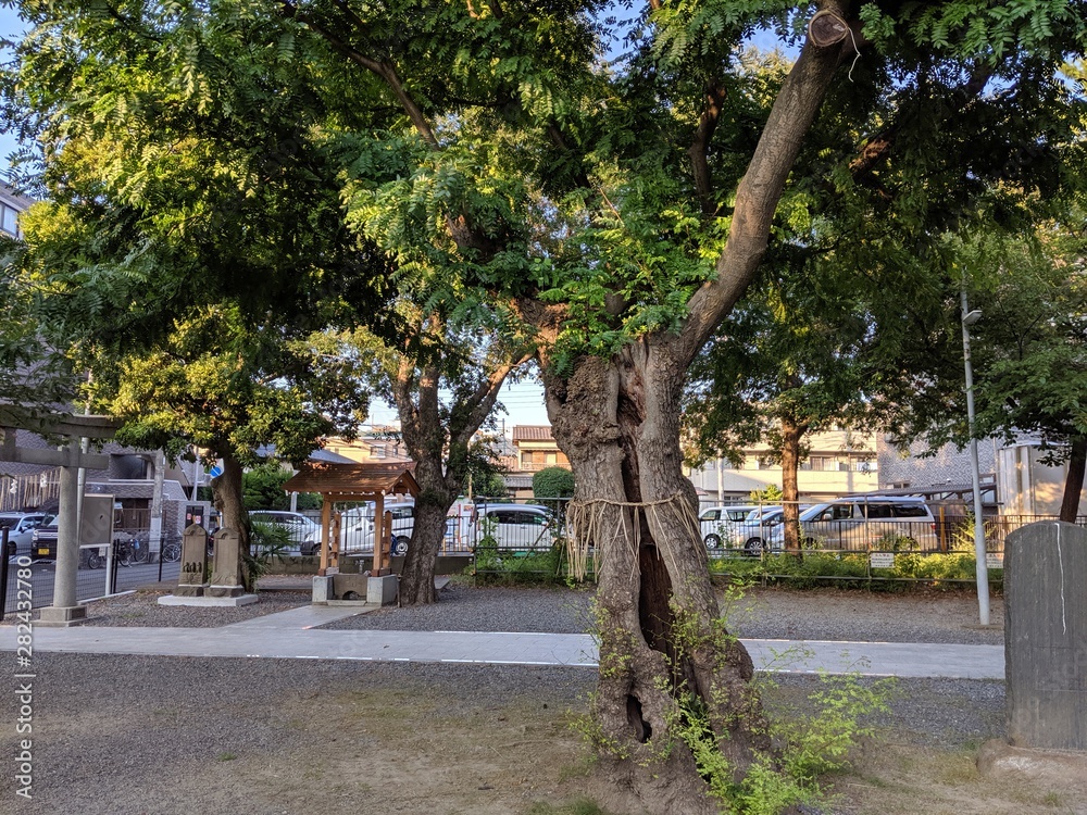 trees in a Japanese shrine