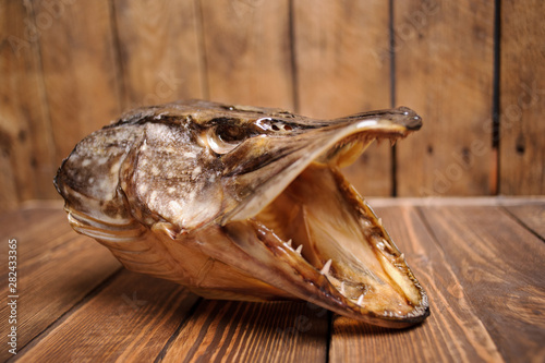 Taxidermied fish pike head on wooden background photo