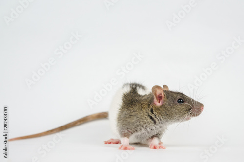 beautiful rat closeup on white background watching