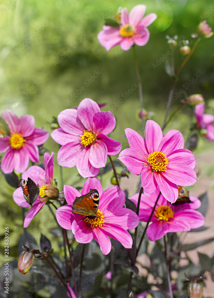 Bouquet of pink dahlias flowers in a garden Bouquet of pink dahlias flowers in a garden
