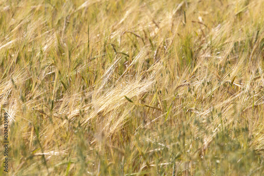 Fototapeta premium Rye field background. Harvest concept. Agriculture, farming, landscape, grain, barley, ears