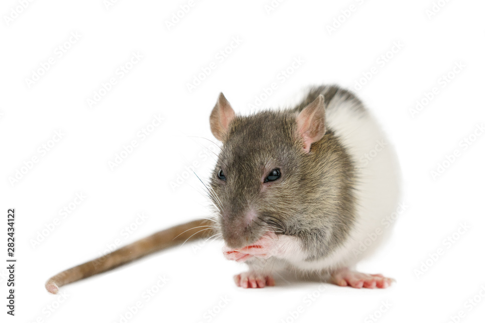 beautiful rat closeup on white background watching beautiful rat closeup on white background watching
