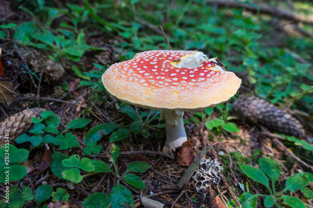 red mushroom in the forest red mushroom in the forest