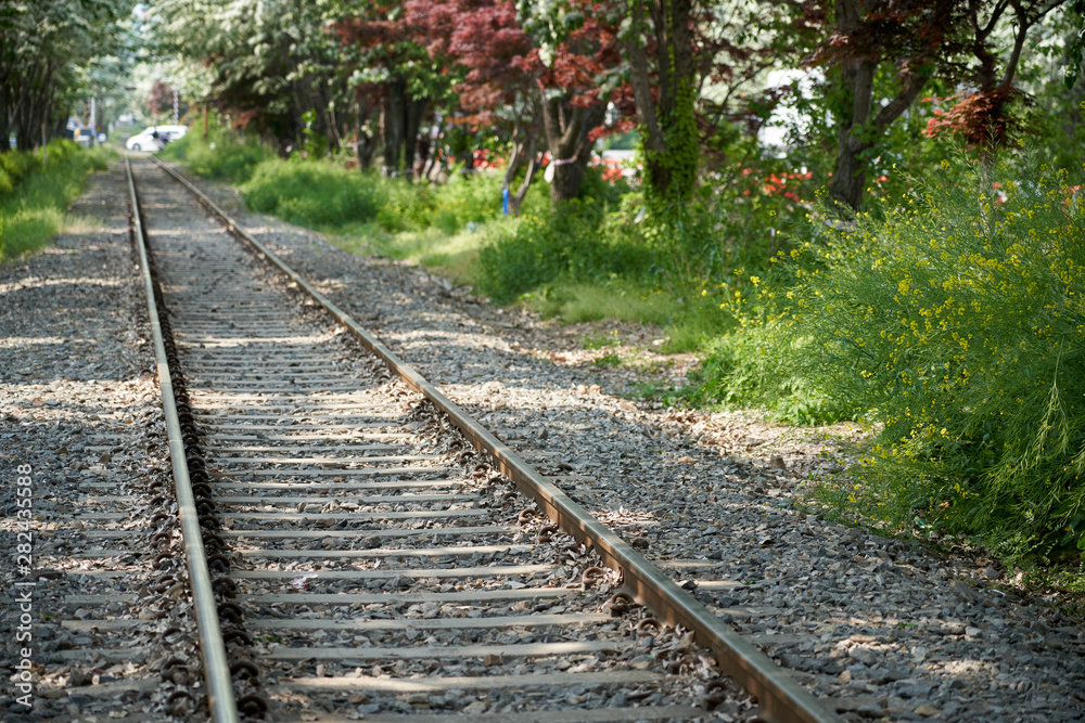 Fototapeta premium railway in forest