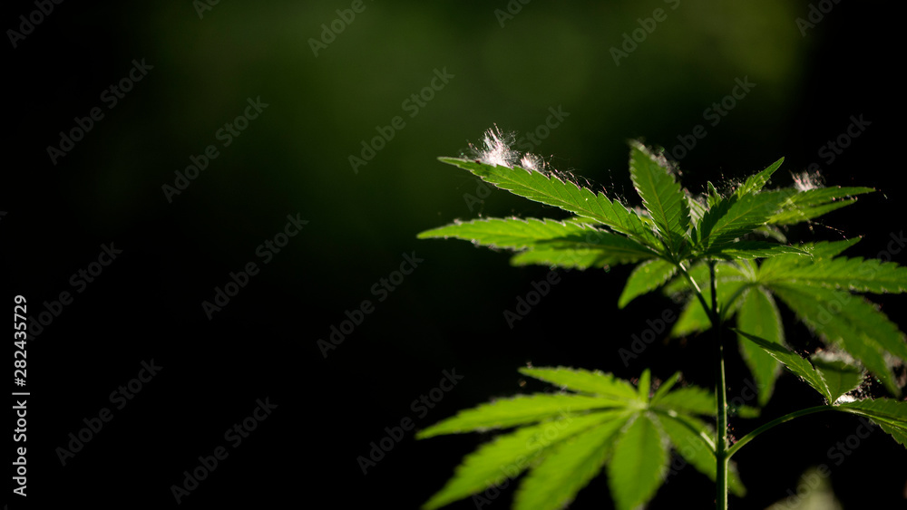 Open sheet of cannabis on a black background. Light draws the texture of the sheet.Medicinal herb of the southern region. Light bokeh, openwork leaf of hemp bush.Poplar fluff everywhere.Hemp thickets. Open sheet of cannabis on a black background. Light draws the texture of the sheet.Medicinal herb of the southern region. Light bokeh, openwork leaf of hemp bush.Poplar fluff everywhere.Hemp thickets.