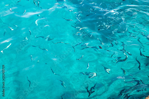 Fish swimming in turquoise sea water of Balearic Islands © Daniel Rodriguez