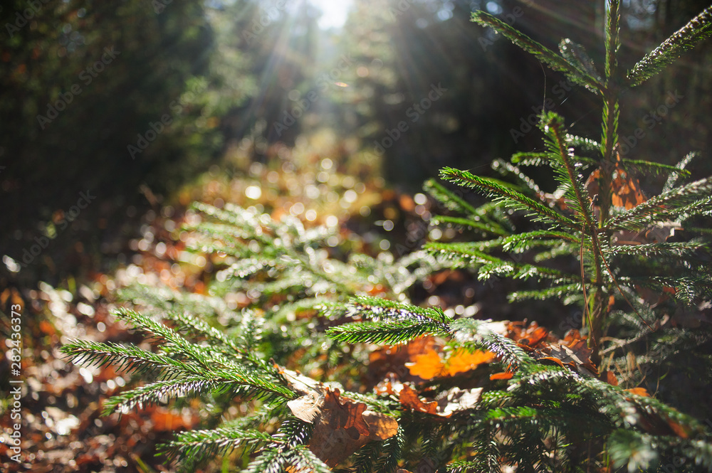 Sunny autumn forest in mountains Sunny autumn forest in mountains