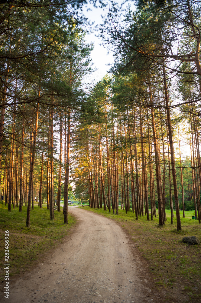 Beautiful landscape with path through the pine forest in summer