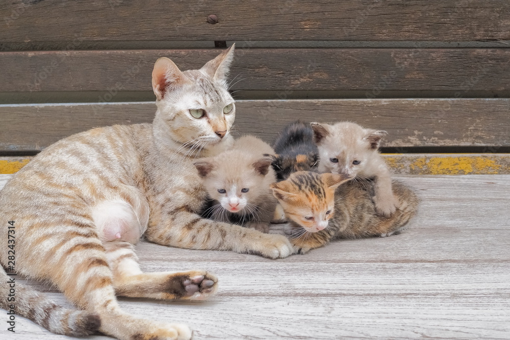 Close-up a mom cat with a many small kittens resting on wood texture background.