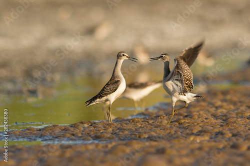 Two wood sandpipers (Tringa glareola) fighting over dining territory
