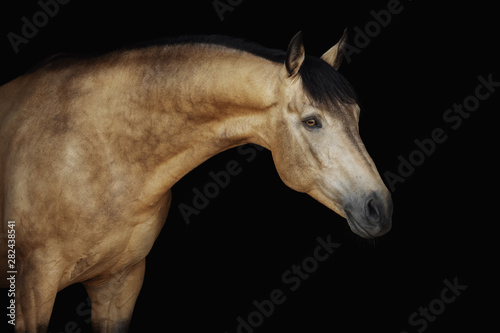 Portrait of a cream-coloured horse on a black background