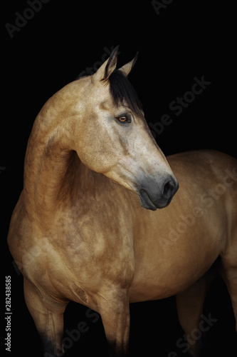 Obraz na płótnie Portrait of a cream-coloured horse on a black background w salonie