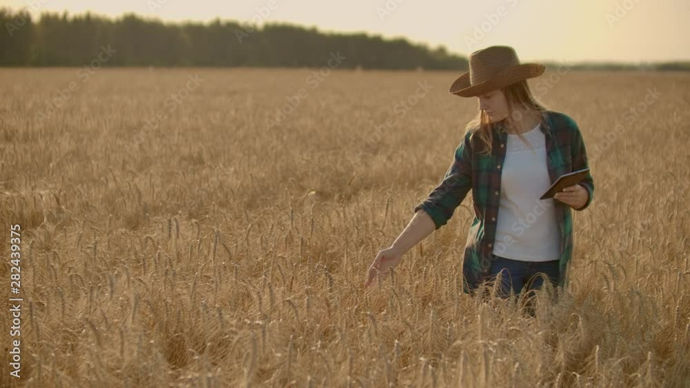 Close-up of a woman farmer walking with a tablet in a field with rye touches the spikelets and presses her finger on the screen, vertical Dolly camera movement. The camera watches the hand Close-up of a woman farmer walking with a tablet in a field with rye touches the spikelets and presses her finger on the screen, vertical Dolly camera movement. The camera watches the hand