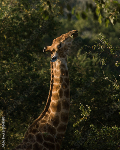 Photography Kruger Giraffe