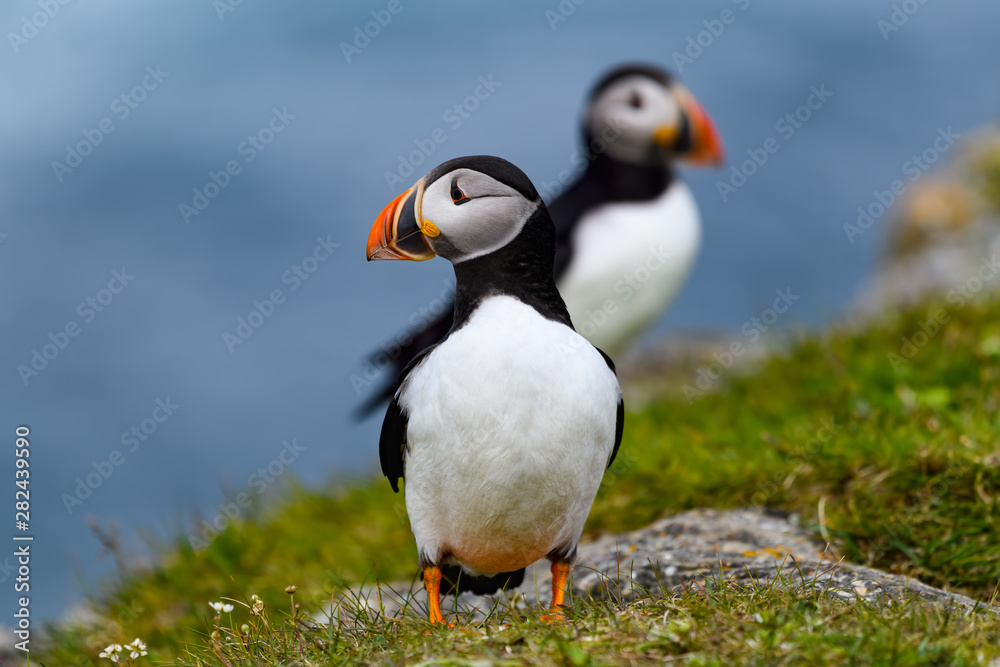 Fototapeta premium Atlantic Puffin Standing on Cliff Ledge on Blue Background