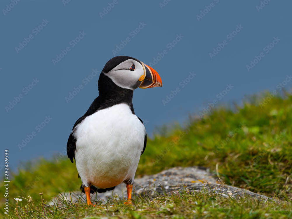 Atlantic Puffin Standing on Cliff Ledge on Blue Background Atlantic Puffin Standing on Cliff Ledge on Blue Background