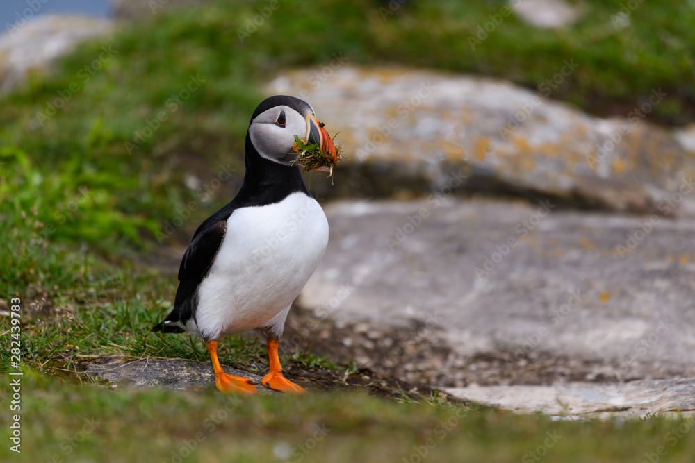 Atlantic Puffin Standing on Cliff's Rock and Holding Green Grass in its Beak  Portrait
