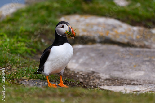 Atlantic Puffin Standing on Cliff's Rock and Holding Green Grass in its Beak  Portrait