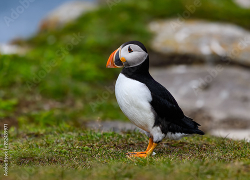 Atlantic Puffin Standing on Cliff's Rock with Green Grass , Portrait © FotoRequest