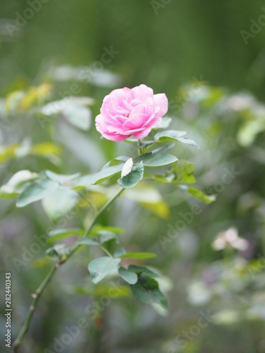 Pink rose flower on blurred of nature background