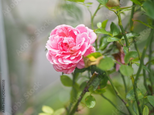 Pink rose flower on blurred of nature background