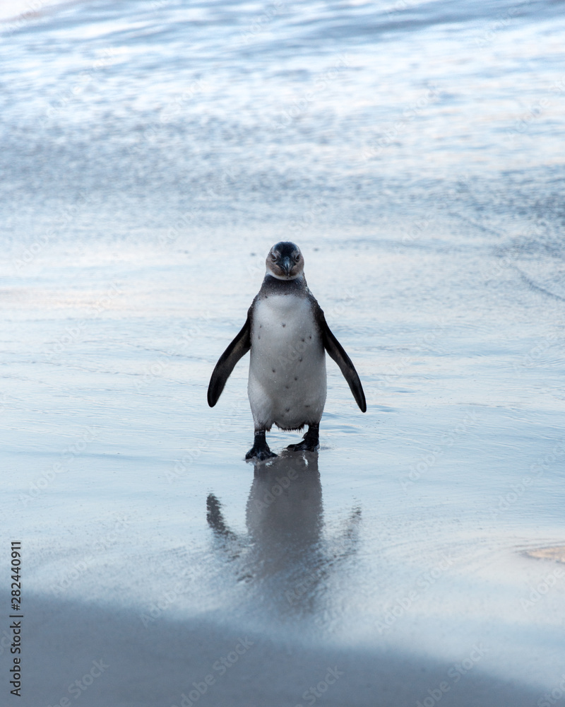 Obraz premium Penguins at Boulders Beach, Cape Town, South Africa