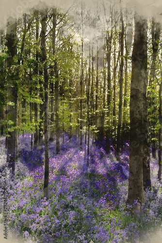 Digital watercolour painting of Beautiful morning in Spring bluebell forest with sun beams through trees