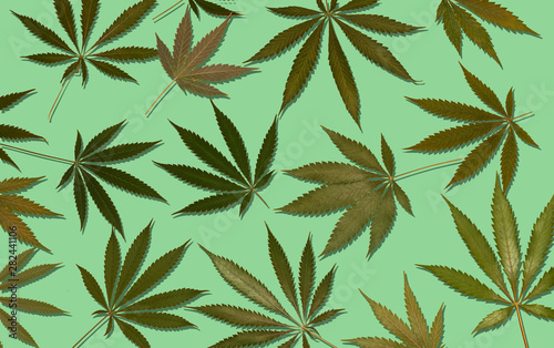 marijuana hemp cannabis leafs on colourful background