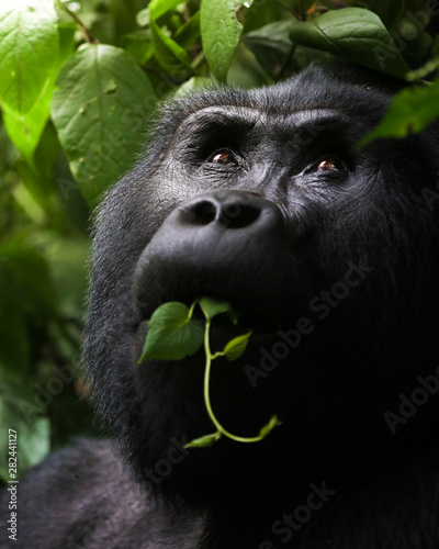 Silverback Gorilla in Bwindi Impenetrable Forest, Uganda